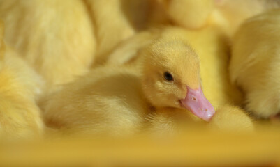 Adorable petits canetons