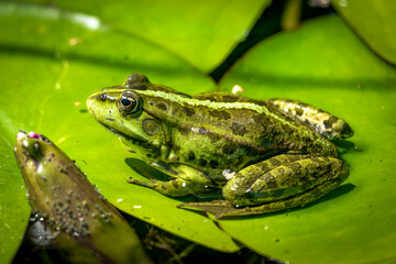 A green water frog sunbathing on a  water lily pad