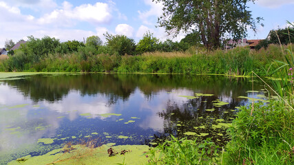 An overgrown pond on a Sunny day. Reflection of clouds on the water surface. Beautiful natural summer landscape. A large tree grows on the Bank of the pond.