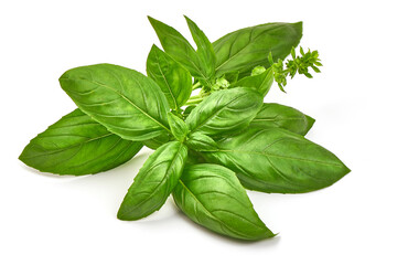 Basil leaves, isolated on white background