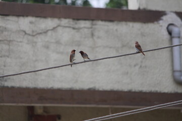 birds on a wire