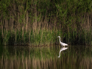 Great egret heron in a lake