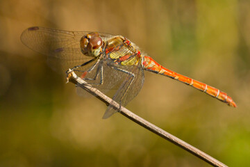  libéula rojiza sobre la rama con fondo verde, Common darter, Sympetrum striolatum.