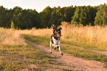 dog russian spaniel for a walk