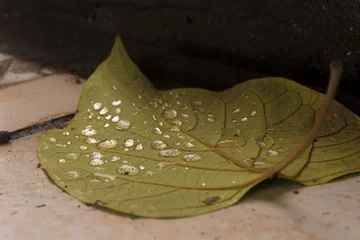 Schilderijen op glas green leaf with water drops, nature background © Natalia
