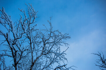 Fototapeta na wymiar Snow trees and forest in Nuorgam, Lapland, Finland
