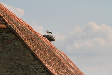 Fototapeta na wymiar Storchennest auf einem Dach
