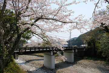 Beautiful cherry blossom at SHizuoka village, Japan. In Japan, the appearance of cherry blossoms, known as sakura, signals the beginning of spring. 