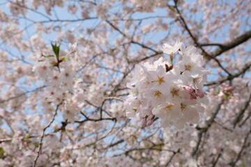 Beautiful cherry blossom at SHizuoka village, Japan. In Japan, the appearance of cherry blossoms, known as sakura, signals the beginning of spring. 