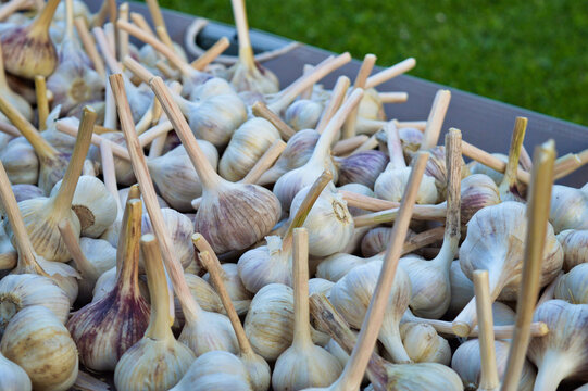 Processing garlic from little family farm and field
