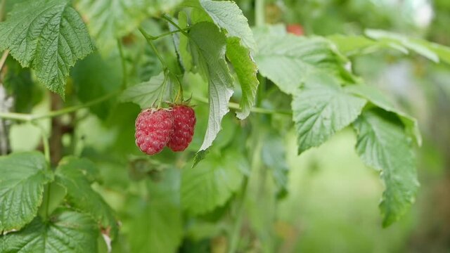 Red ripe juicy raspberries in the garden, a large sweet raspberry berry in sunny summer day. Raspberry harvest. Tasty berry on the branch swaying in the wind. Close-up