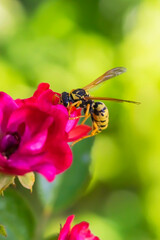 Wasp on a red flower. Macro photo. Texture of red petals. Wasp close-up. Drawing on the body of a wasp. The wasp pollinates the flower. Small red rose. Green background. Bokeh