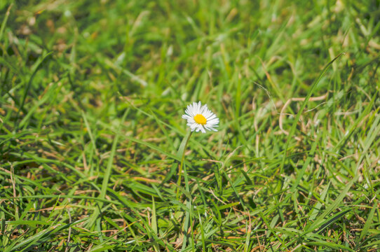 Filmic style image of single daisy stands alone surrounded by verdant grass
