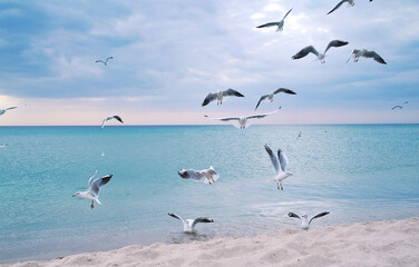 Seagulls on the beach.