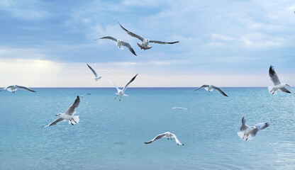 Seagulls on the beach.