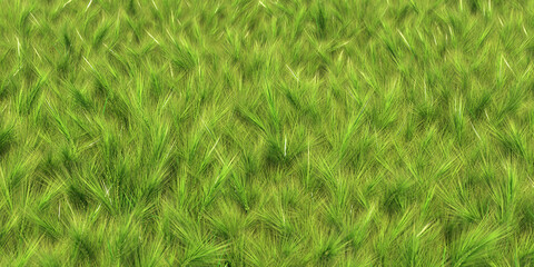solid carpet of green grass close-up