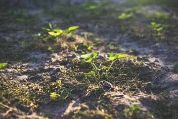 Strawberries mulching with grass in sandy soil at sunset.