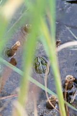 Frosch in einem Teich