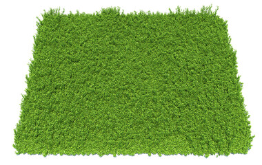 solid carpet of green grass close-up