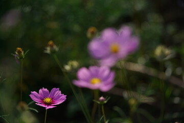 Fototapeta premium Light Pink Flower of Cosmos in Full Bloom 