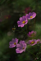 Fototapeta premium Light Pink Flower of Cosmos in Full Bloom 