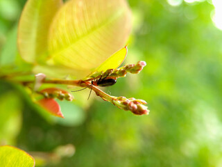 Small bug on a plant (tree) branch, macro. A tiny bug sitting on a branch in the sun, macro photo. 