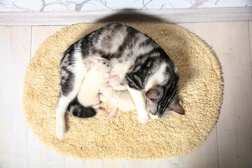 Cat and kitten hug and sleep in compassion