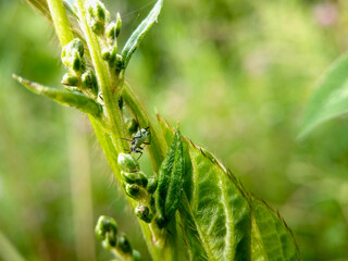 Aphid on a plant, macro. An aphid insect sitting on a green plant in the sun, macro photo.