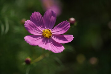 Obraz premium Light Pink Flower of Cosmos in Full Bloom 