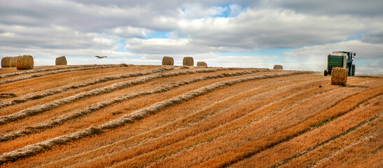 Tractor with bale machine for harvesting straw in the field and making large round bales....