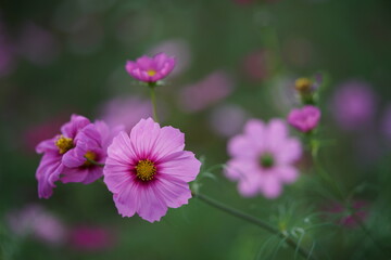 Obraz premium Light Pink Flower of Cosmos in Full Bloom 