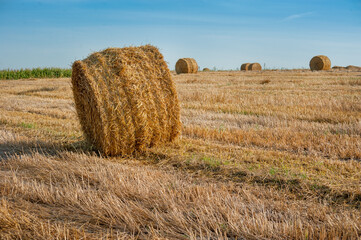 Yellow straw bales of hay in the stubble field under a blue sky