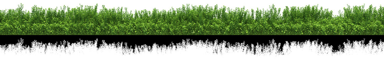 Fototapeta na wymiar green grass for use in collage with alpha transparency channel