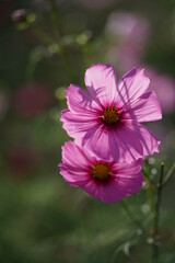 Obraz premium Light Pink Flower of Cosmos in Full Bloom 