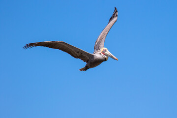 Brown Pelican with adult breeding plumage, Loreto, Baja California Sur, Mexico