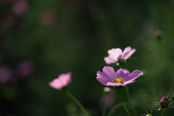 Fototapeta premium Light Pink Flower of Cosmos in Full Bloom 