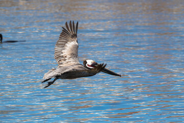 Brown Pelican with adult breeding plumage, Loreto, Baja California Sur, Mexico