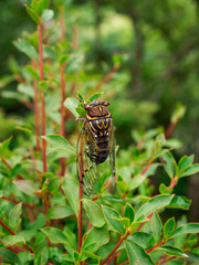 エゾゼミオス1（六甲山頂エリア）