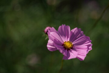 Fototapeta premium Light Pink Flower of Cosmos in Full Bloom 