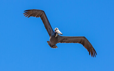Brown Pelican with adult breeding plumage, Loreto, Baja California Sur, Mexico