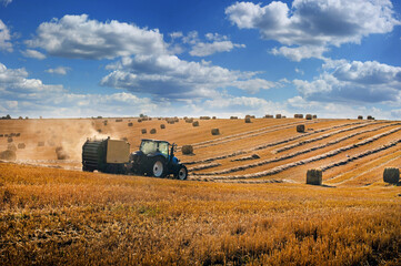 blue tractor forms bales on the hills of straw field , stork birds and beautiful sky