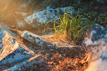 Fresh grass and rock with a Sunny glow in the background. Quiet evening in a nature Park