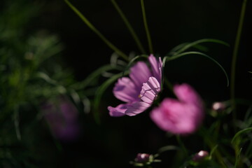 Obraz premium Light Pink Flower of Cosmos in Full Bloom 