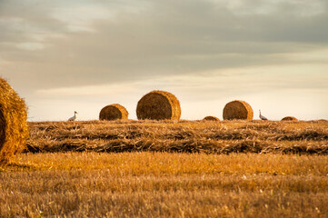 field with straw bales and storks silhouette on the background of the evening sky