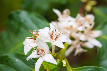 White coffee flowers in green leaves tree plantation close up