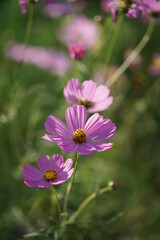 Fototapeta premium Light Pink Flower of Cosmos in Full Bloom 