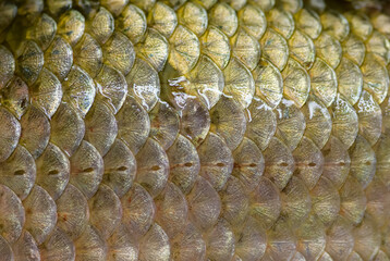 Real crucian fish scales - natural background. © Vladimir Arndt