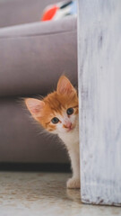 Fototapeta na wymiar A small white, orange cat hidden at home