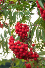 Sorbus aucuparia, Eberesche, Vogelbeere, Vogelbeerbaum, Drosselbeere, Quitsche, Krametsbeere