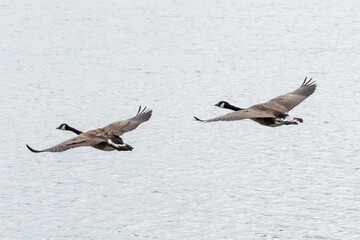 canada goose in flight